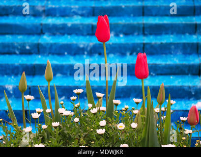 Rote Tulpen gegen türkisfarbenen Fliesen und Wasser in Istanbul, Türkei während Tulip Festival Stockfoto