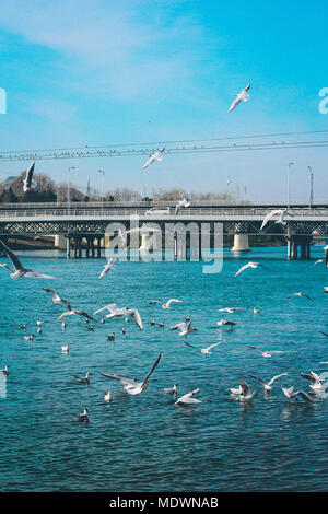 Möwen im Flug vor dem Hintergrund der blauen Fluss, die Brücke und Blick auf die Kura, Migechevir, Aserbaidschan. Lachmöwe (Chroi Stockfoto