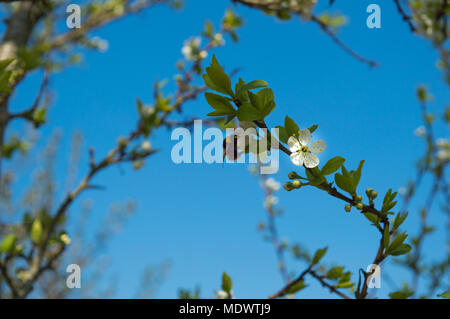 Bienen Bestäubung von weißen Blumen Stockfoto