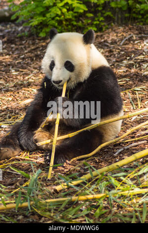 Panda auf der Wiese besetzt Essen Bambus chunks Wildlife Park im Nordwesten von Belgien sitzen Stockfoto