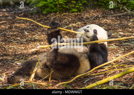 Panda schlafend auf der Wiese besetzt Essen Bambus Chunks in einen Tierpark im Nordwesten von Belgien Stockfoto