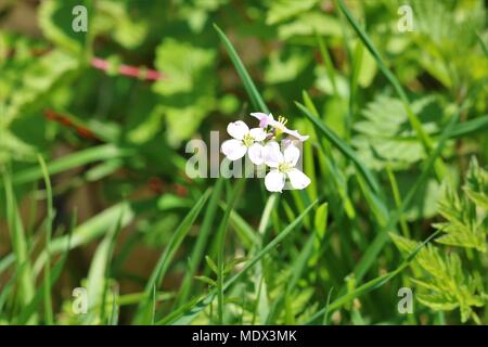 Kleine rosa/lila Wildblumen in Gras Stockfoto