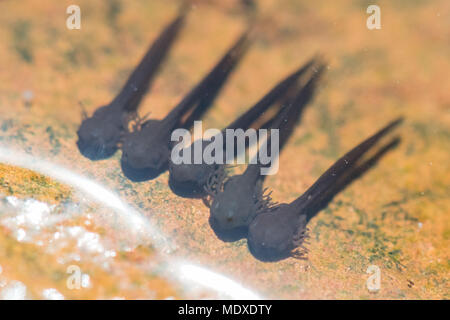 Stirlingshire, Schottland, Großbritannien. 21. April 2018. UK Wetter - kleine Jungen Kaulquappen in der Sonne in Stirlingshire, Schottland zu sonnen. Nach Überlebenden einer schwierigen Zeit als frogspawn mit späten Schnee und Frost, Kaulquappen, genießen Sie das warme Wasser am Rande eines Garten Teich an einem schönen sonnigen Tag. Diese sehr jungen Kaulquappen sind noch mit Externen gefiederten Kiemen zum Atmen, sich Sauerstoff aus dem Wasser. Credit: Kay Roxby/Alamy leben Nachrichten Stockfoto