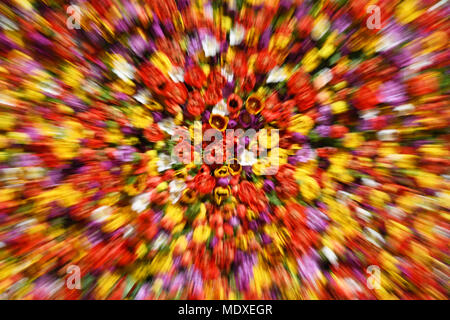 Potsdam, Deutschland. 21. April 2018. Hunderte von Tulpen in einer Wand der Blumen. Das 21 Tulip Festival wird im Holländischen Viertel Viertel von Potsdam statt. Foto: Ralf Hirschberger/dpa Quelle: dpa Picture alliance/Alamy leben Nachrichten Stockfoto