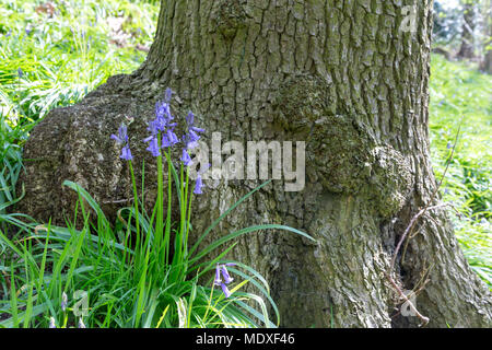 Warrington, Großbritannien. 21. April 2018. Spaziergang mit dem Hund in die herrliche Sonne auf der Dingle, Appleton, Warrington, Cheshire, England am 21. April 2018 Credit: John Hopkins/Alamy leben Nachrichten Stockfoto