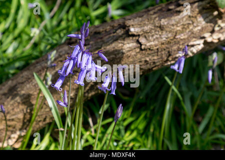 Warrington, Großbritannien. 21. April 2018. Spaziergang mit dem Hund in die herrliche Sonne auf der Dingle, Appleton, Warrington, Cheshire, England am 21. April 2018 Credit: John Hopkins/Alamy leben Nachrichten Stockfoto