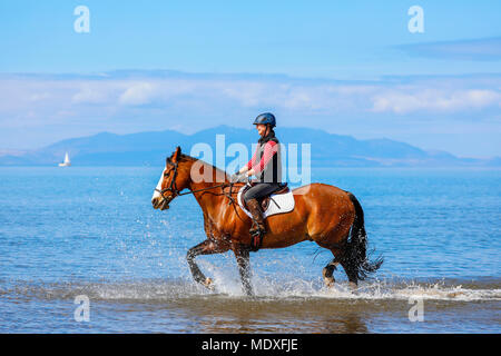 Ayrshire, UK. 21. April 2018. An einem sonnigen Frühlingstag, George, einem 11 Jahre alten walisischen Kreuz Vollblüter ist zu einer Ausübung Canter entlang North Beach, Troon im kühlen Wasser des Firth of Clyde behandelt von seinem Besitzer ein rider SHIONA MILLAR von Kilmarnock. Credit: Findlay/Alamy leben Nachrichten Stockfoto