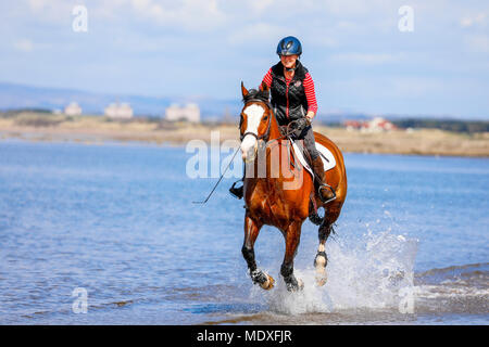 Ayrshire, UK. 21. April 2018. An einem sonnigen Frühlingstag, George, einem 11 Jahre alten walisischen Kreuz Vollblüter ist zu einer Ausübung Canter entlang North Beach, Troon im kühlen Wasser des Firth of Clyde behandelt von seinem Besitzer ein rider SHIONA MILLAR von Kilmarnock. Credit: Findlay/Alamy leben Nachrichten Stockfoto