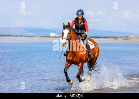 Ayrshire, UK. 21. April 2018. An einem sonnigen Frühlingstag, George, einem 11 Jahre alten walisischen Kreuz Vollblüter ist zu einer Ausübung Canter entlang North Beach, Troon im kühlen Wasser des Firth of Clyde behandelt von seinem Besitzer ein rider SHIONA MILLAR von Kilmarnock. Credit: Findlay/Alamy leben Nachrichten Stockfoto