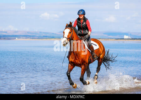 Ayrshire, UK. 21. April 2018. An einem sonnigen Frühlingstag, George, einem 11 Jahre alten walisischen Kreuz Vollblüter ist zu einer Ausübung Canter entlang North Beach, Troon im kühlen Wasser des Firth of Clyde behandelt von seinem Besitzer ein rider SHIONA MILLAR von Kilmarnock. Credit: Findlay/Alamy leben Nachrichten Stockfoto