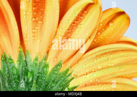 Abstrakte Makro der Rückseite einer orange Gerber Daisy Makro mit Wassertropfen auf die Blütenblätter. Extrem geringe Tiefenschärfe. Stockfoto