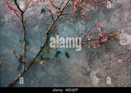 Frankreich, Montreuil-sous-Bois, 4 rue de l'Ecole Garten, Gartenbau, Societe Regionale d'Gartenbau de Montreuil, Spalier Ausbildung Pfirsichbäume. Stockfoto