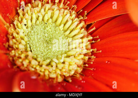 Red Gerber Daisy Makro mit Wassertropfen auf die Blütenblätter. Extrem geringe Tiefenschärfe. Stockfoto