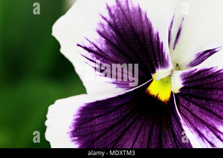 Makro von lila und weißen Stiefmütterchen. Selektiver Fokus in der Mitte der Blume mit extrem geringer Tiefenschärfe. Stockfoto