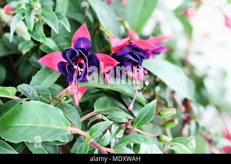 In der Nähe von einem schönen Fuchsia Anlage. Selektiver Fokus mit extrem geringer Tiefenschärfe. Stockfoto