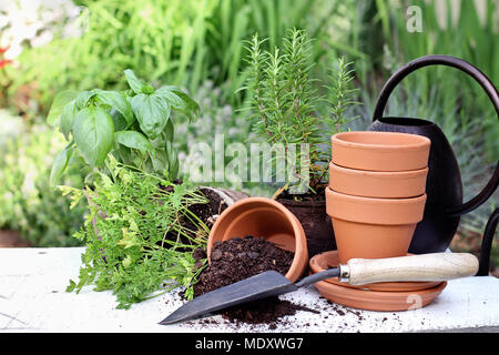 Rustikale Tisch mit Terracotta Töpfen, Blumenerde, Kelle und Kräutern vor einem wunderschönen Garten. Extrem geringe Tiefenschärfe. Stockfoto