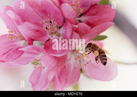 Honig Biene mit Pollen bedeckt. Stockfoto