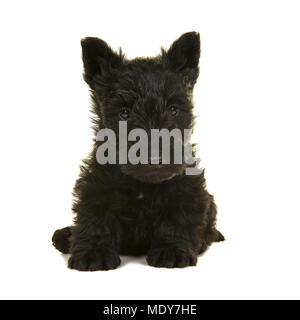 Cute schwarz Scottish Terrier Welpe, sitzend auf einem weissem Hintergrund Stockfoto