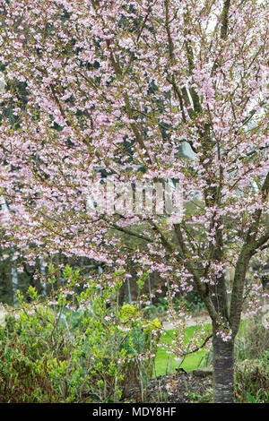 Prunus pendula ascendens 'Rosea'. Aufsteigend weinen Cherry 'Rosea' Baum in Blüte RHS Wisley Gardens, Surrey, Großbritannien Stockfoto