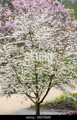 Prunus 'Braut'. Kirschbaum in Blüte RHS Wisley Gardens, Surrey, Großbritannien Stockfoto