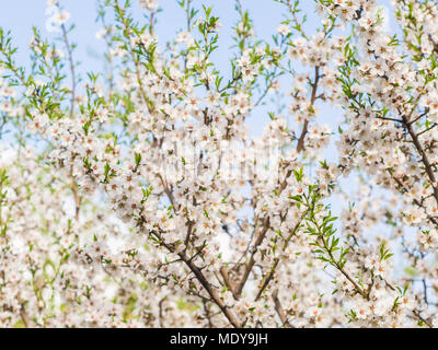 Blumen und Zweige eines Baumes von Mandeln gegen den blauen Himmel. Stockfoto