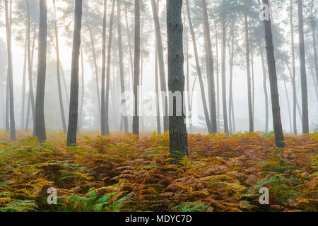 Kiefernwald auf misty morning im Herbst in Hessen, Deutschland Stockfoto