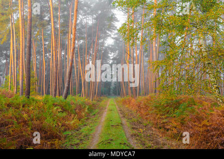 Pfad durch Kiefernwald auf Misty, sonnigen Morgen im Herbst in Hessen, Deutschland Stockfoto