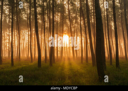 Sonnenlicht durch silhouetted Bäume in einem Kiefernwald auf einem nebligen Morgen bei Sonnenaufgang in Hessen, Deutschland Stockfoto