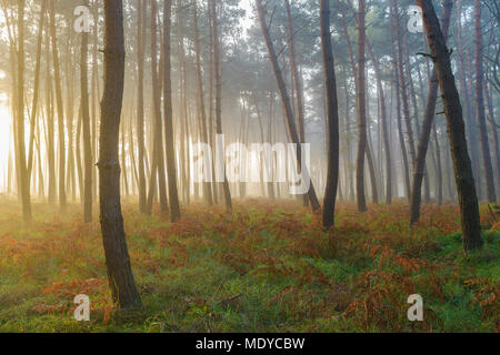 Silhouetted Baumstämmen in einem Kiefernwald auf einem nebligen Morgen bei Sonnenaufgang im Herbst in Hessen, Deutschland Stockfoto