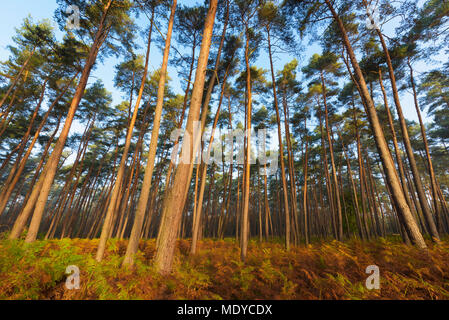 Baumstämme eines Pinienwaldes im Herbst an einem sonnigen Morgen in Hessen, Deutschland Stockfoto