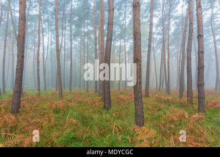 In der Nähe der Baumstämme in einem Kiefernwald auf misty morning im Herbst in Hessen, Deutschland Stockfoto