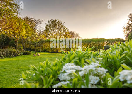 Flache konzentrieren, Sommer Blick auf eine zarte, weiße Blume Strauch und Blühen in einem großen und gepflegten Garten gesehen Stockfoto