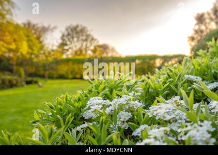 Flache konzentrieren, Sommer Blick auf eine zarte, weiße Blume Strauch und Blühen in einem großen und gepflegten Garten gesehen Stockfoto