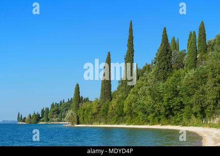 Bäume am Ufer des Gardasee (Lago di Garda) im Sommer am Gardasee in Venetien, Italien Stockfoto