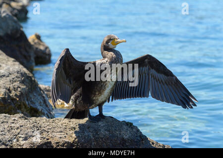 Große Schwarze Kormoran (Phalacrocorax carbo) stehend auf Felsen Verbreitung Flügel am Gardasee (Lago di Garda) in Venetien, Italien Stockfoto