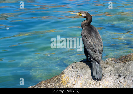 Zurück Blick auf einen großen, schwarzen Kormoran (Phalacrocorax carbo) stehend auf Felsen am Gardasee (Lago di Garda) in Venetien, Italien Stockfoto