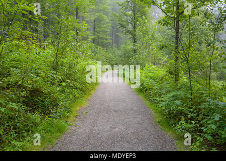 Durch den Wald am Morgen Trail in Neuschoenau im Nationalpark Bayerischer Wald, Bayern, Deutschland Stockfoto