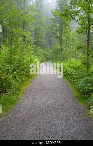 Durch den Wald am Morgen Trail in Neuschoenau im Nationalpark Bayerischer Wald, Bayern, Deutschland Stockfoto