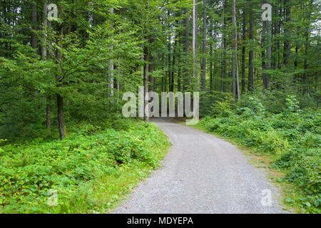 Durch den Wald am Morgen Trail in Neuschoenau im Nationalpark Bayerischer Wald, Bayern, Deutschland Stockfoto