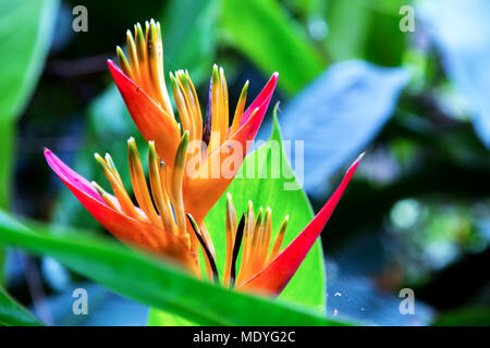 Die heliconia Blume sieht wirklich aus wie Flammen. Stockfoto