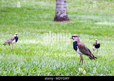 Einige südliche Kiebitze Suche für Insekten auf dem Gras. Stockfoto