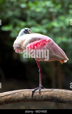 Der Rosalöffler stehend in einem Bein auf einem Zweig. Stockfoto