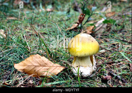 Ein junger Grüner Knollenblätterpilz in einem Wald von Mindino im Herbst. Stockfoto