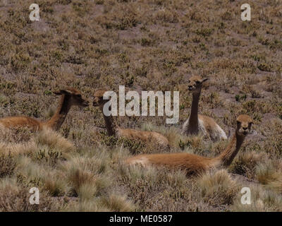 Vikunjas liegen zwischen Trockene Sträucher in der malerischen Landschaft der Atacama Wüste in der Nähe von San Pedro de Atacama, Chile, Südamerika. Stockfoto