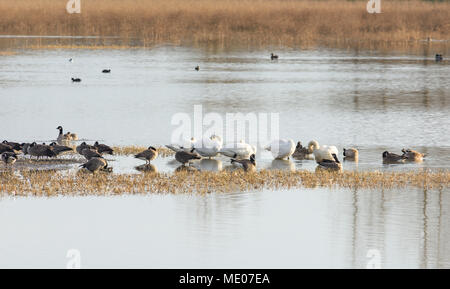 Arktische Tundra Schwäne, Gänse und Enten Gackern in der Mid-Willamette Tal, Marion County, Oregon Überwinterung Stockfoto