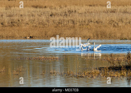 Arktische Tundra Schwäne, Gänse und Enten Gackern in der Mid-Willamette Tal, Marion County, Oregon Überwinterung Stockfoto