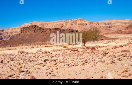 Akazie in Timna Park in Israel von verschiedenen farbigen Hügeln und trockenen Flussbetten umgeben Stockfoto