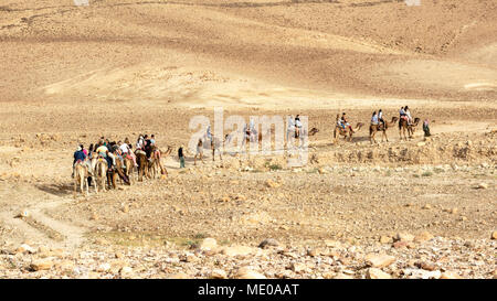 Touristen reiten Kamele in der Wüste Negev in der Nähe von Arad in Israel. Stockfoto