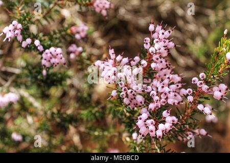 Erica Canaliculata rosa Blumen in den Bergen im Frühjahr Stockfoto