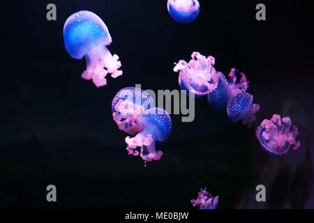 Weiß getupftem Jellyfishs (Phyllorhiza punctata) im Oceanarium von Madrid, Spanien Stockfoto
